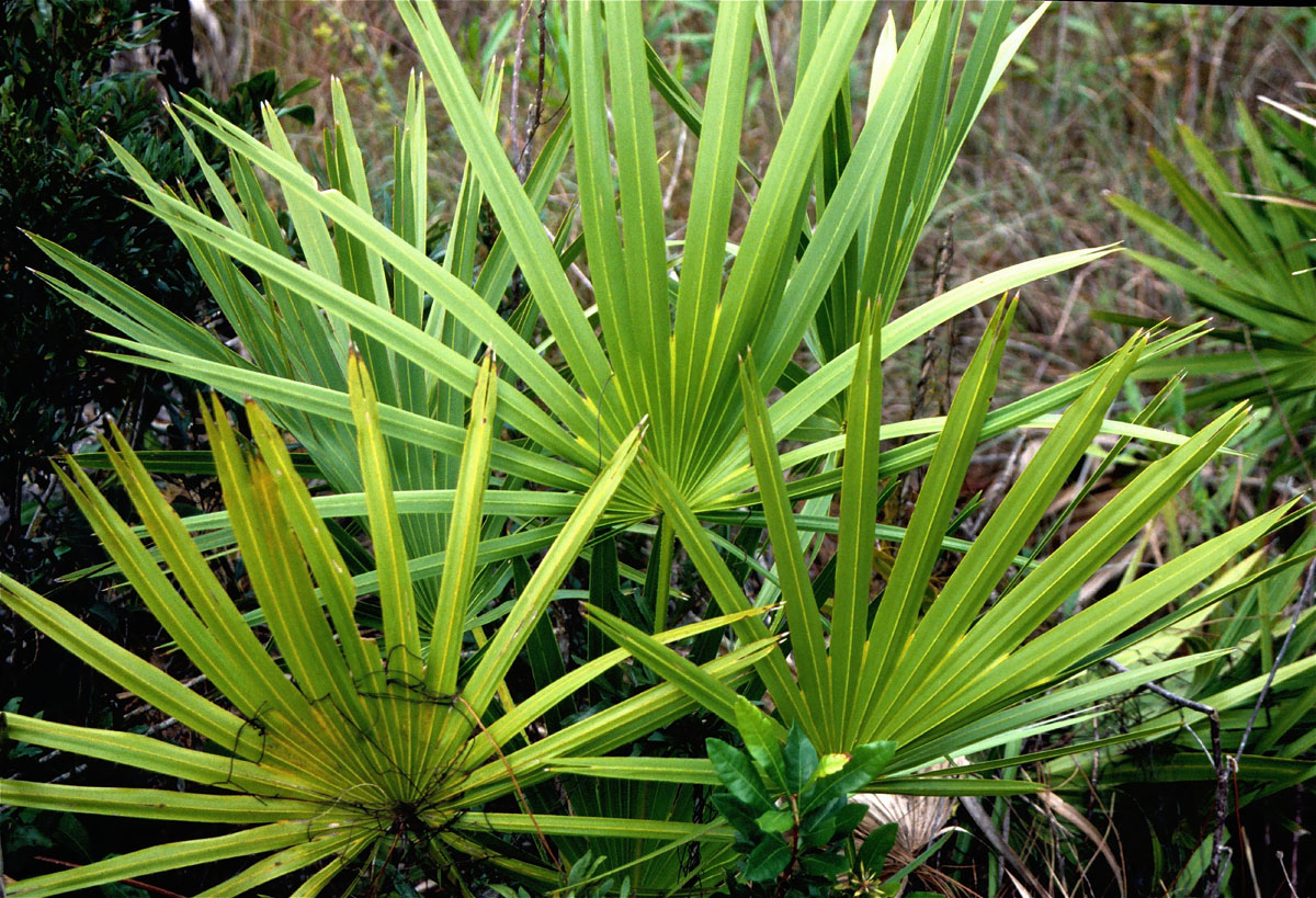 Serenoa repens